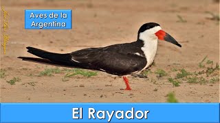 RAYADOR, BLACK SKIMMER, (Rynchops niger), Aves de la Argentina