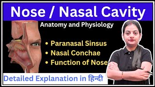 Nose or Nasal Cavity in Hindi | Bones | Layers |Nasal Conchae| Function of Nose | Paranasal Sinsus