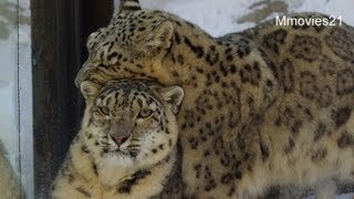 リアンの相手も大変~Snow Leopards