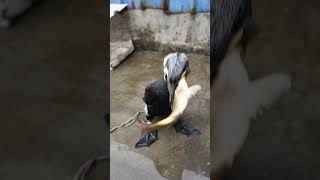 Feeding Cormorants Large Carp #Fishing