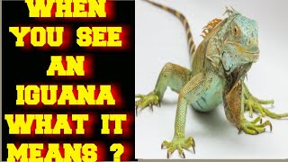 WHEN YOU SEE AN IGUANA WHAT DOES IT MEAN ?