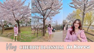 Vlog Cherry Blossom Season in Korea, how do Korean enjoy spring