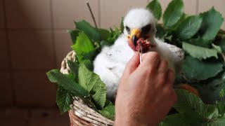 Man found a steppe eagle egg and raised it from birth to its first flight