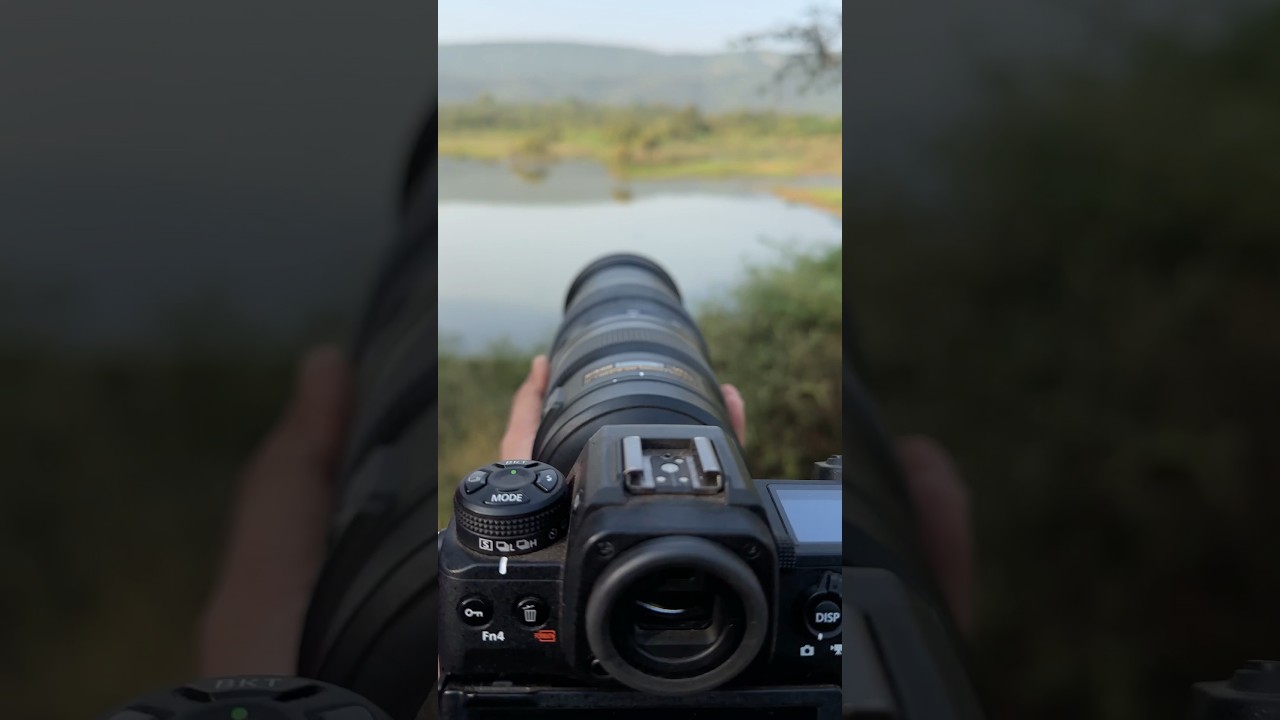 The One Lens You Need for Jaw-Dropping Wildlife Photography