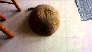 Innocent kitchen boulder..