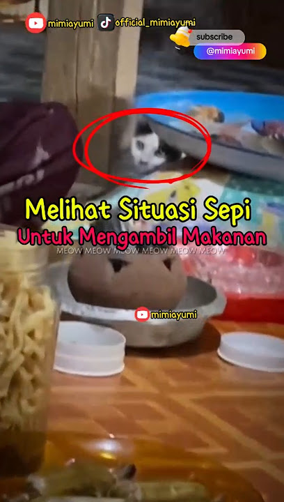 Padahal Banyak Orang Tetapi....Mirisss Lihatnya 😥 #kucinglucu #cat #cats