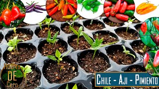 Como germinar semillas de CHILE / AJÍ / PIMIENTO. 8 VARIEDADES DIFERENTES  || Huerto de Cero