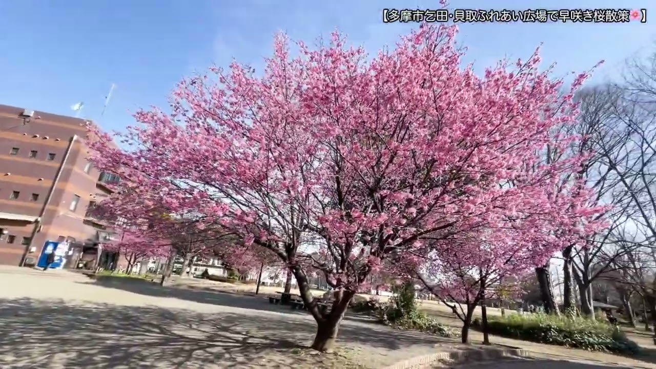 【840Running movie】2026年3月7日　多摩市　乞田・貝取ふれあい広場の早咲き桜のお花見の様子の動画です