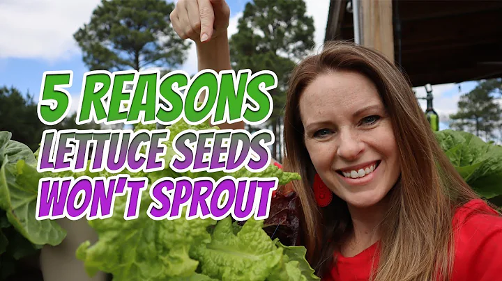 How I Get My Lettuce to Grow - When Seeds Don&#039;t Germinate