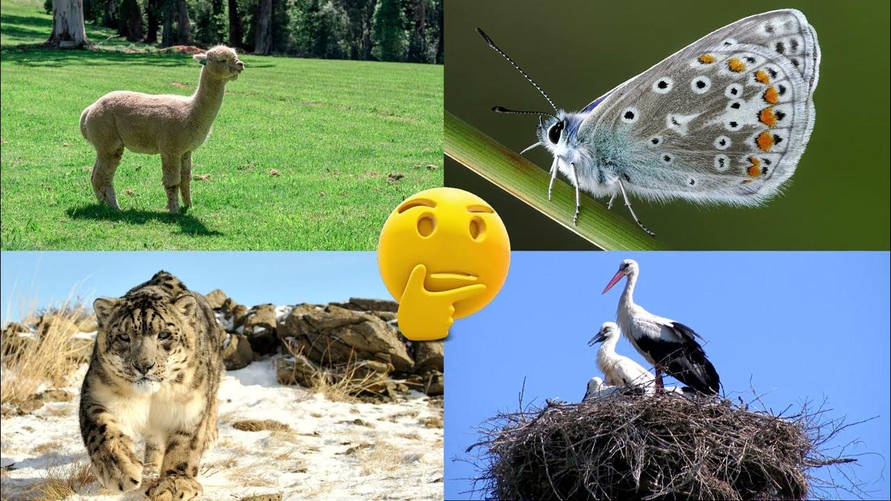 звуки животных для детей. животные. угадай животное. игра угадай животное. угадай животное мем.