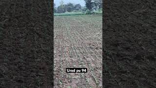 Urad pu 94 # urad ka utpadan 10 kwintol acre kaise la
