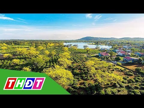 Video Độc đáo Ngày hội hoa muồng vàng Gia Lai | THDT - youtube