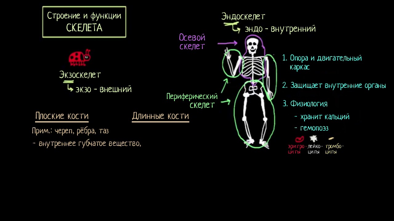 Строение и функции скелета (видео 6) | Анатомия человека | Биология