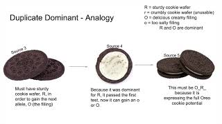 Exam Mini Video #2 - Genetics