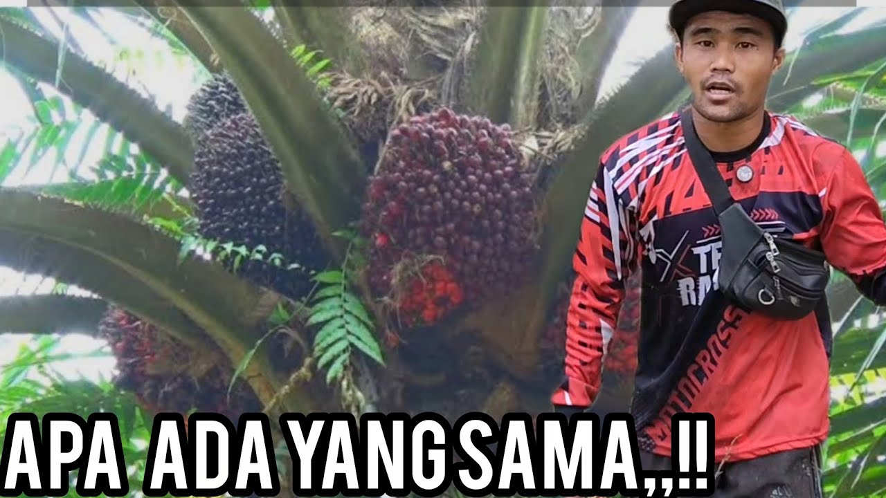 CUMAN 2 HEKTAR LEBIH 1 MOBIL,,!!APA ADA YANG SAMA,,!!#panen #viralvideo 