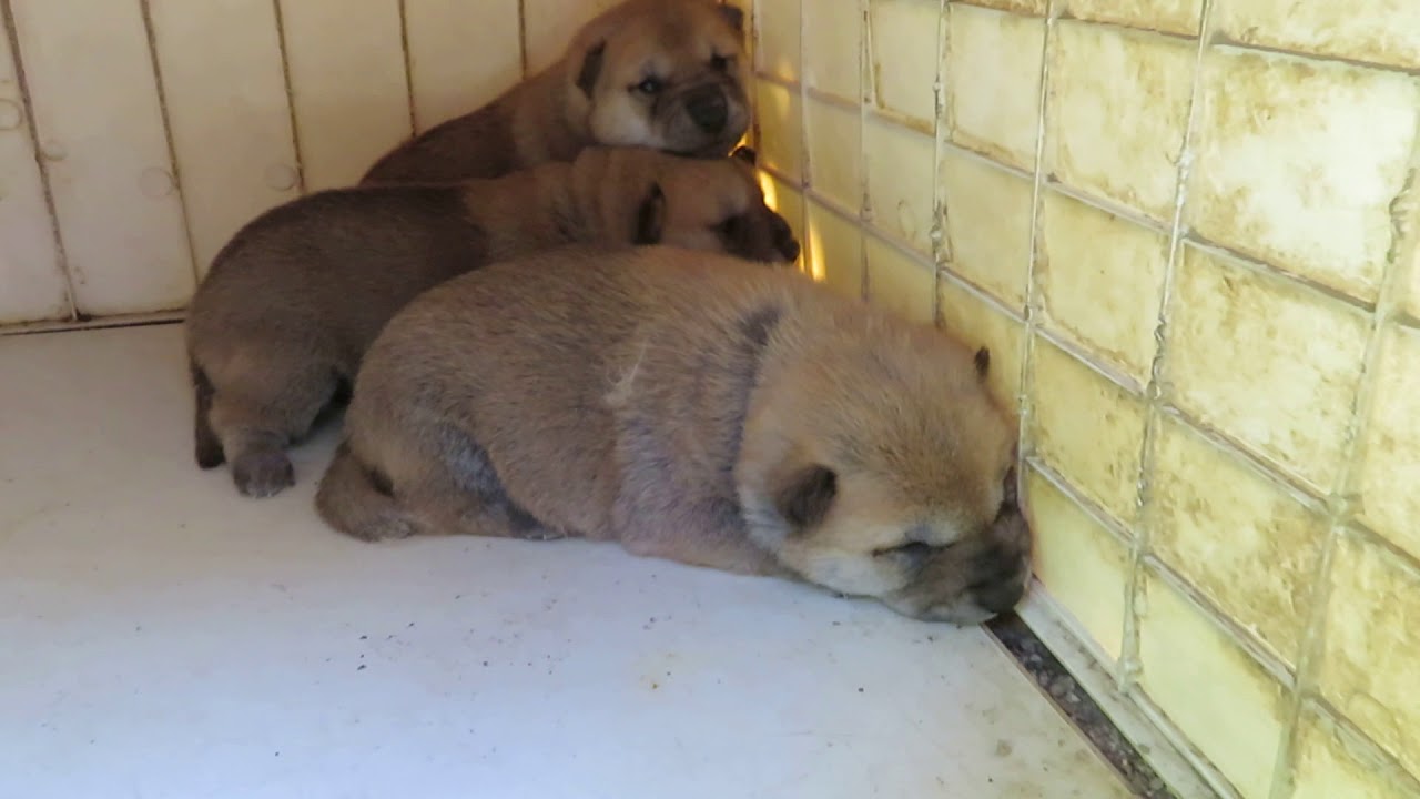 生後18日の山陰柴犬子犬 Youtube