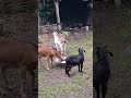 #goats  #shorts #shortvideo 😘❤️