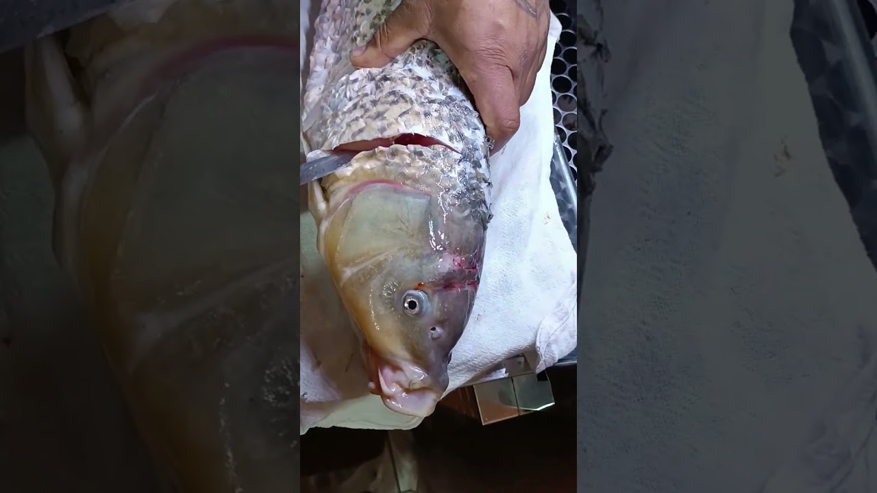 como tirar o gosto de barro das carpas de uma forma rápida e fácil!