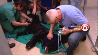 Drukte in de dierentuin | SBS 6 | 6/4