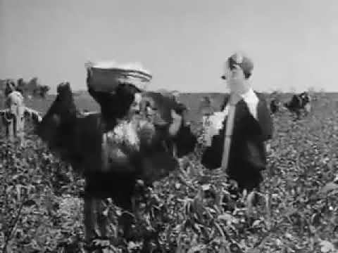 عمر الجيزاوي اغنية ياقطن مصر من فيلم خضرة والسندباد القبلي إخراج السيدذياده1951