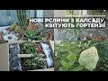 Нові рслини з БалСаду. Квітують гортензії