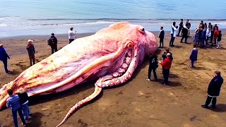 10 Abnormally Large Animals That Are Actually Real!