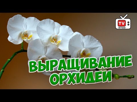 Орхидеи 🌺 Особенности выращивания 🌺 Прямой эфир