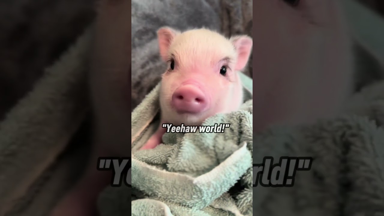 Baby pig facts you should know 