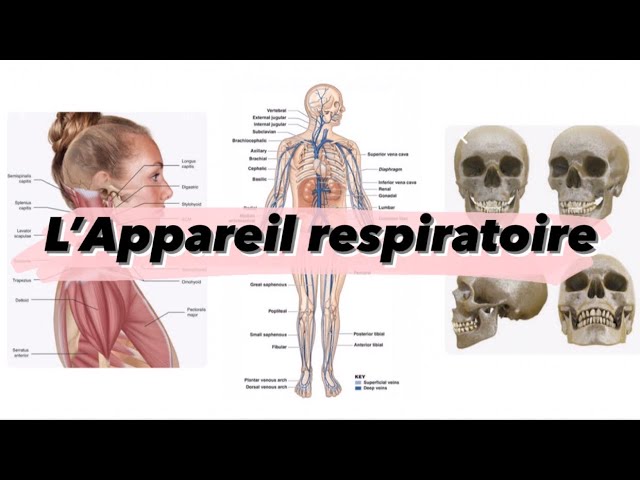 8 : Anatomie de l'appareil respiratoire.