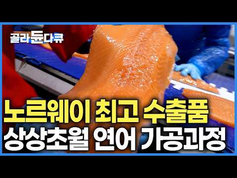 노르웨이는 어떻게 전세계 마트를 점령했을까? 연어가공 기술 최대로 발휘해 이제는 기생충까지 완전 박멸한 근황｜극한직업｜#골라듄다큐