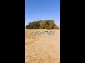 زيتونة العكاريت