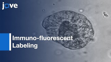 Immuno-fluorescent Labeling of Microtubules and Centrosomal Proteins | Protocol Preview