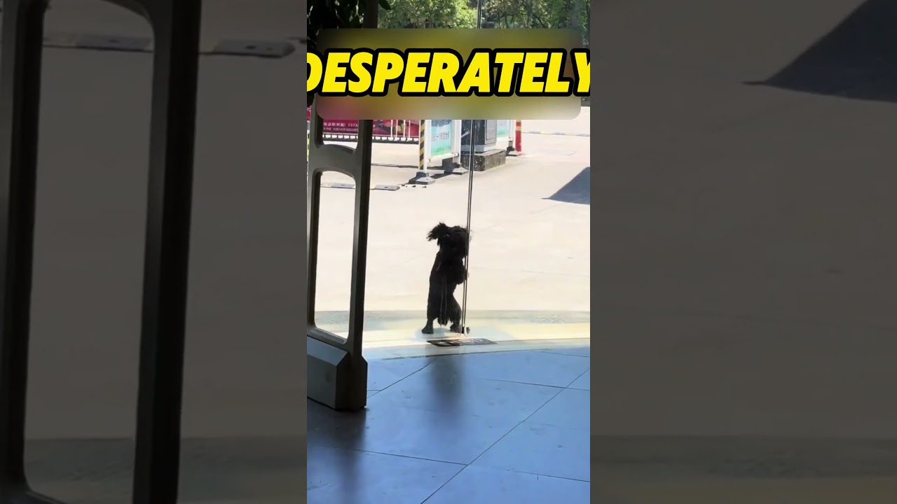 He's Begging for His Life in the Sweltering Heat. No One Helps.