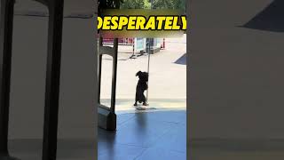 He's Begging for His Life in the Sweltering Heat. No One Helps.#shorts #dogrescue #animalrescue