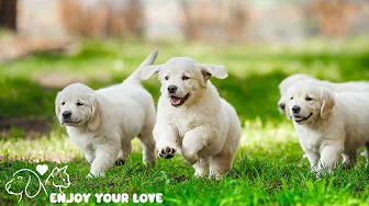Dog Calming Music for Anxiety 💖 Anti Separation Anxiety Relief Music 🐶🎵 dog music