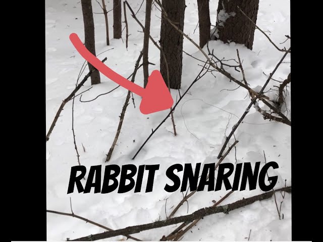 Rabbit Snaring 101 - Wire Survival Snares 