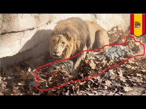 Неонацист прыгнул в вольер со львами в зоопарке Барселоны Неонацист прыгнул в вольер со львами в зоопарке Барселоны
