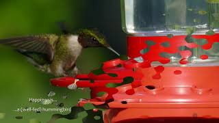 IMAGINE - A Day in the Life of a Hummer