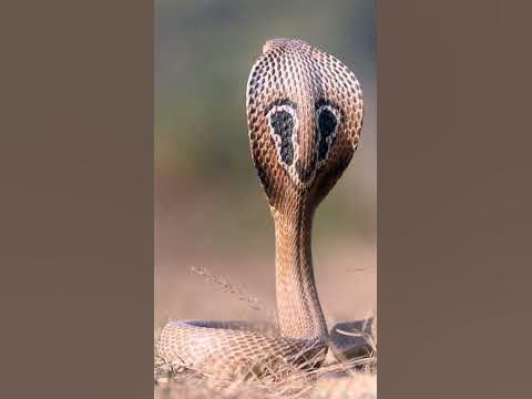 National Reptiles of India King Cobra - YouTube