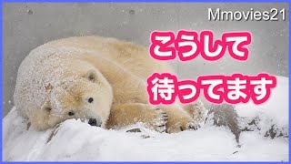 飼育員さんのニオイがする！雪化粧のホッキョクグマが美しい Polar Bears in snow