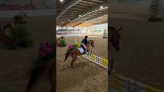 🥇We won this jumper class!! #horseshow #showjumping #jumpers #equestrian #horseriding#arabian#horse