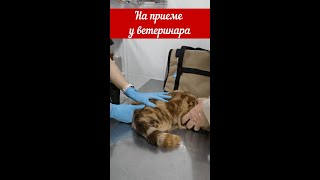 #кошкаПодписывайтесь! Анфиса на приеме в ветлечебнице!#кот#кошкаАнфиса