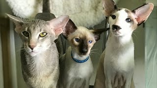 Lovely and Cute Oriental Shorthair Cat Compilation