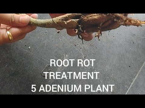 try to do adenium root rot treatment for saving plant#adenium#rootrot# ...