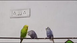@MR.Bombastis-om8eb 👣👣 Paradise for bird 💯% #birdcharping #voice #mokingbird