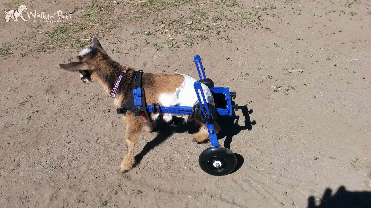 Walkin' Wheels Mini Wheelchair - YouTube