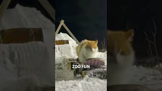 Кот сноубордист | cat on a snowboard