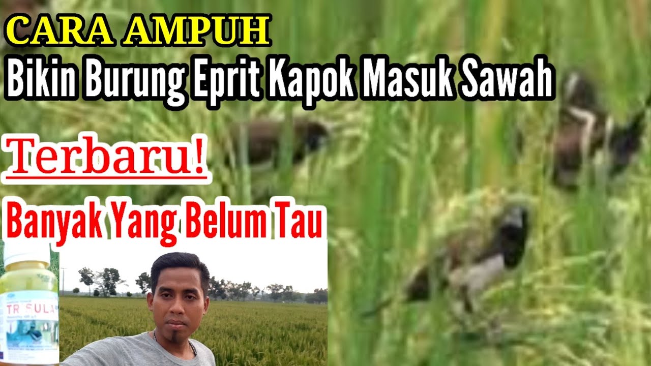 CARA SUPAYA BURUNG PIPIT (EMPRIT) TIDAK MAKAN PADI DI SAWAH | Mengatasi
