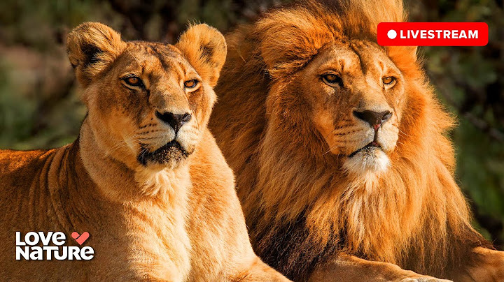 🔴 24/7 LIVE: Wildlife & Nature Documentaries | Love Nature