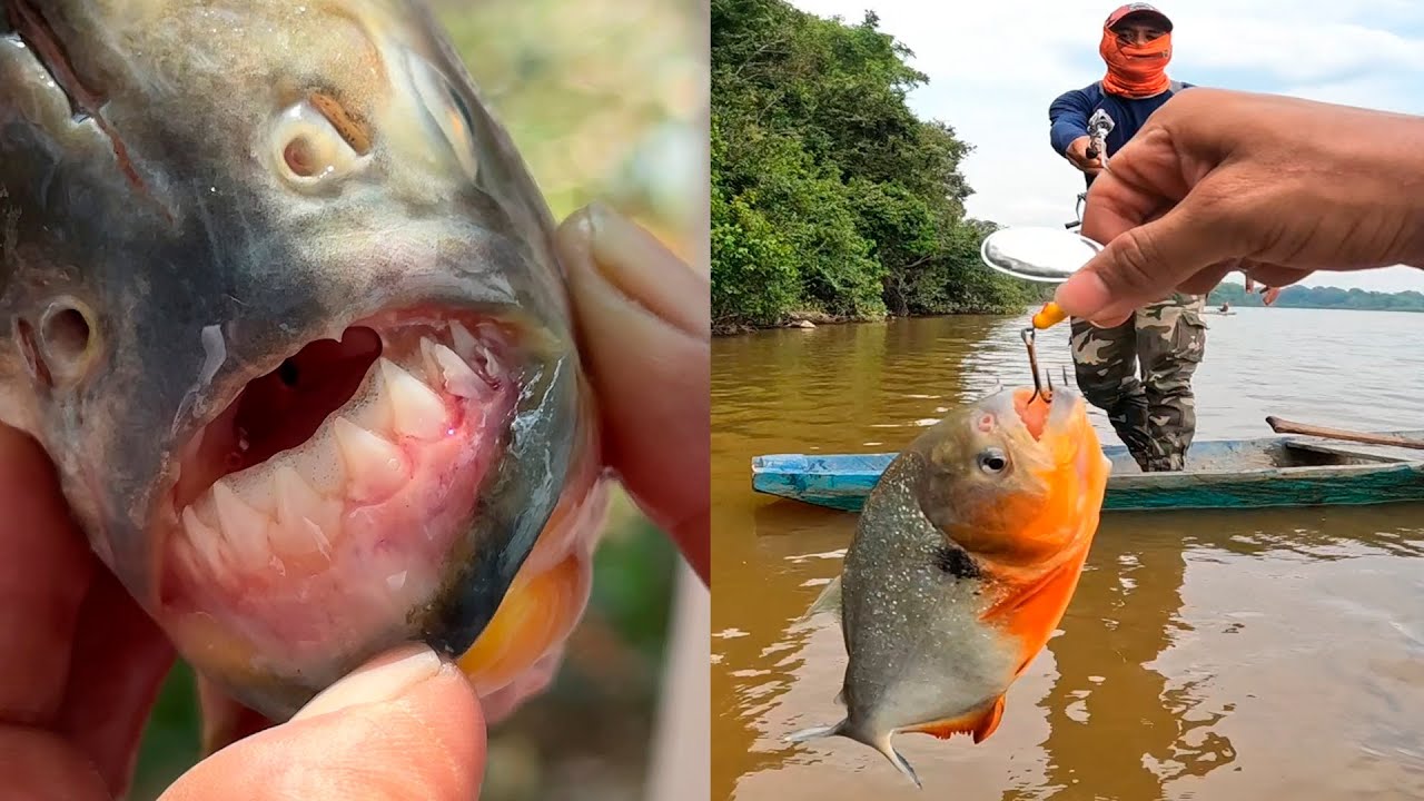 Comiendo pirañas por primera vez pesca y cocina tradicional en Colombia